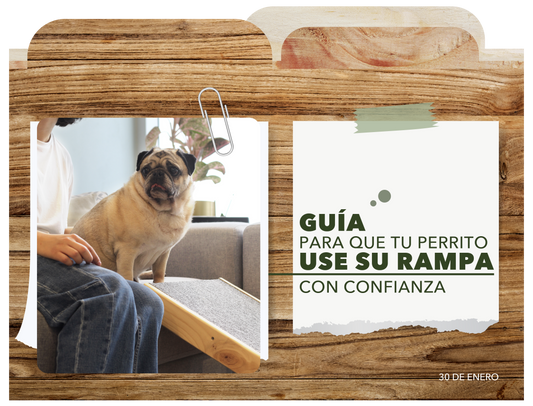 Guía para que tu perrito use su rampa con confianza